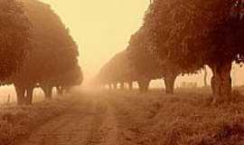 Entre Rios de Minas - Mangueiras na estrada