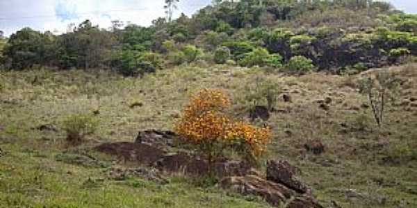 Estevo de Arajo-PE-Flores no p da Serra-Foto:J Arajo