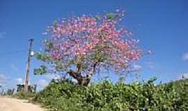 Estrela de Jordnia - Barrigueira florida-Foto:cbrunominas