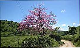 Estrela de Jordnia - Barrigueira florida na beira da estrada em Estrela de Jordnia-Foto:cbrunominas