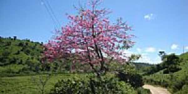 Barrigueira florida na beira da estrada em Estrela de Jordnia-Foto:cbrunominas