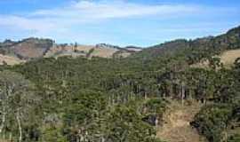 Gonalves - Araucrias em Gonalves-MG-Foto:fabriciocampos