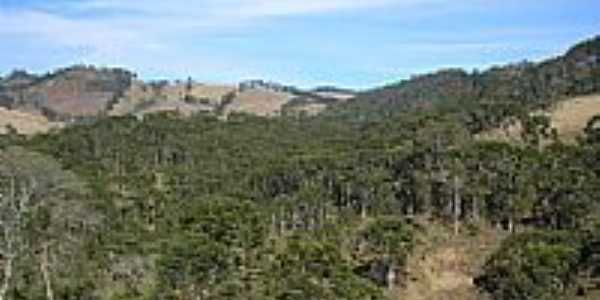 Araucrias em Gonalves-MG-Foto:fabriciocampos