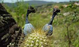 Gro Mogol - Gro Mogol-MG-Cactaceae-Foto:Vincius Antonio de Oliveira 