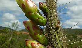 Gro Mogol - Gro Mogol-MG-Cactaceae-Foto:Vincius Antonio de Oliveira