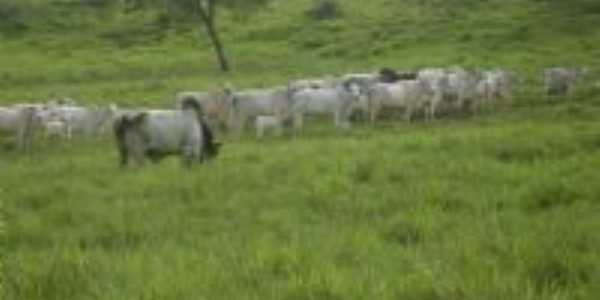 o pasto em guaranilandia , Por ivone ferreira da silva