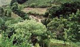Heliodora - 