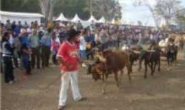 Ibertioga - FESTIVAL DE CARRO DE BOIS, Por POR MAESTRO ALENCAR (Kacai)