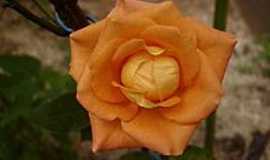 Ijaci - Rosa em Ijaci-Foto:Tullio Pdua