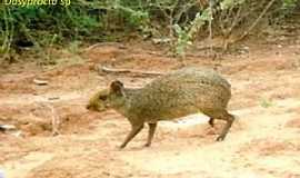 Itamarandiba - Itamarandiba-MG-Fauna no Parque Estadual da Serra Negra-Foto:PM.Itamarandiba.MG 