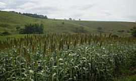 Itapirucu - Sorgo-Foto:Carlinhos Moreira ht 