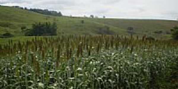 Sorgo-Foto:Carlinhos Moreira ht 