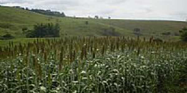 Sorgo-Foto:Carlinhos Moreira ht 