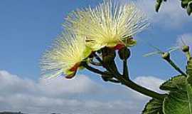 Itutinga - Flor do Pequi 