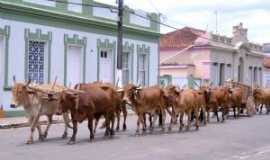 Jacu - Carro de bois em Jacu-MG, Por Edson dos Santos Clarismunde