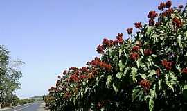 Lagoa da Prata - Lagoa da Prata-MG-Urucum na estrada para a Usina-Foto:Aender