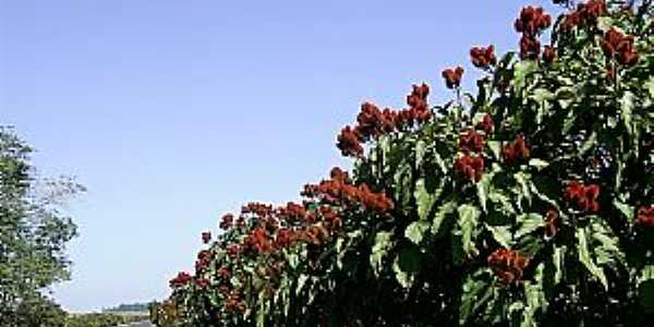 Lagoa da Prata-MG-Urucum na estrada para a Usina-Foto:Aender