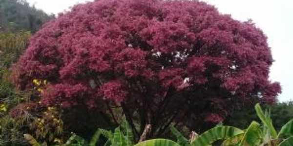 Arvore sapucaia na fazenda gargalheira em Mesquita MG, Por Paulo cesar lage