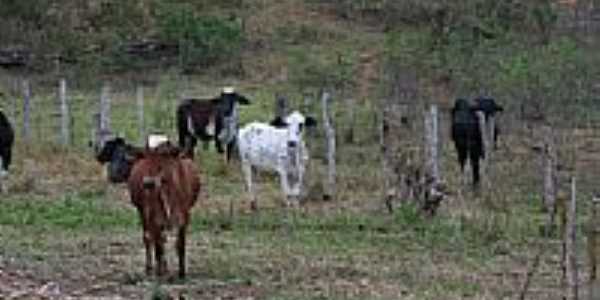 Gado no pasto-Foto: