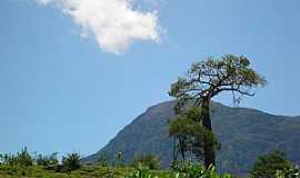 Monte Azul - Monte Azul-MG-Árvore barriguda e ao fundo a Serra do Espinhaço-Foto:Edivaldo Fernando dos Anjos
