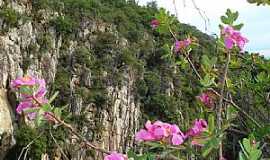 Monte Azul - Monte Azul-MG-Flor do cerrado na Serra do Espinhao-Foto:Edivaldo Fernando dos Anjos