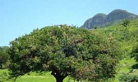 Monte Azul - Monte Azul-MG-Umbuzeiro, rvore tpica do norte de Minas-Foto:Edivaldo Fernando dos Anjos