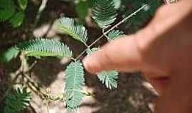 Monte Formoso - Foto:medicosdaterra.blogspot.com