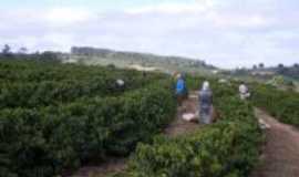 Monte Santo de Minas - colheita de caf, Por Ivan Menegasse, 