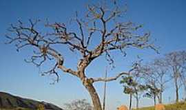 Ona de Pitangui - Serra dos Ferreiras-Foto:Andr Moises