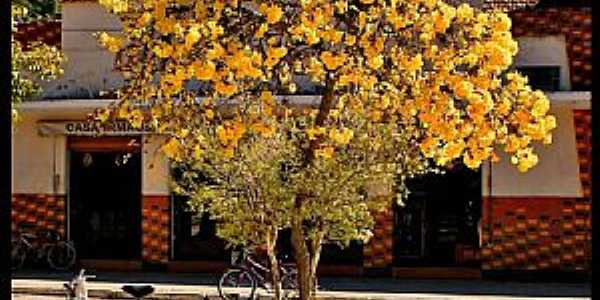 Gonalves-MG-Ip amarelo no centro da cidade-Foto:AntonioVidalphotography