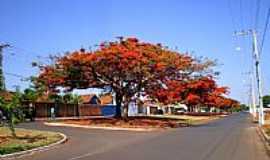 Patos de Minas - Flamboyant na Av.Afonso Queirz em Patos de Minas-Foto:tiantunes