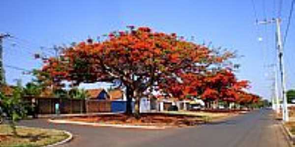 Flamboyant na Av.Afonso Queirz em Patos de Minas-Foto:tiantunes