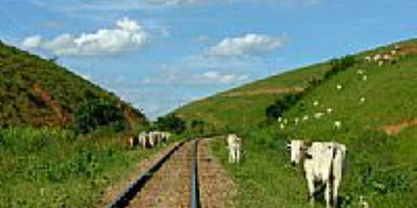 Ferrovia e boiada em Penha Longa-Foto:Jorge A. Ferreira Jr