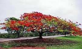 Planura - Flamboyant florido em Planura-Foto:turismopelobrasil.