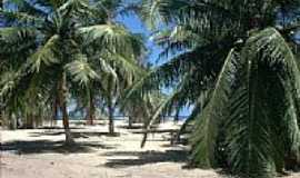 Barra de So Miguel - Coqueiros na Praia do Gunga-Foto:rafiuskss 