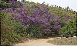 Ritpolis - Ritpolis-MG-Mata de quaresmeiras  caminho da Cachoeira do Jaburu-Foto:Andr Saliya