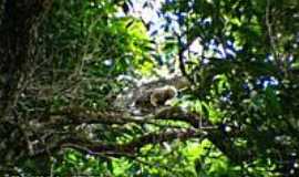 Santa Brbara do Leste - Sagui da serra-Foto:Mohammad alberth 