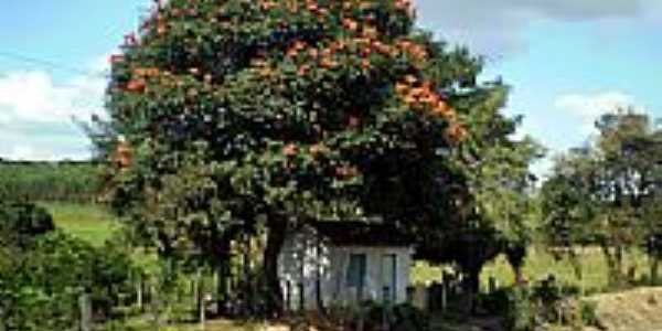 Casa na beira da estrada de ferro em Santo Antonio dos Campos-Foto:paulosalatiel