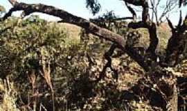 Serra da Canastra - rvore no Serrado Mineiro em Serra da Canastra-Foto:S. F. da Costa