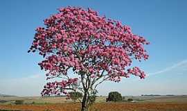 Serra do Salitre - Serra do Salitre-MG-Ip roxo no campo-Foto:guardiaodocerrado