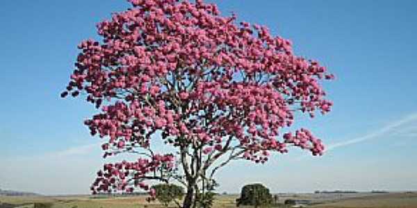 Serra do Salitre-MG-Ip roxo no campo-Foto:guardiaodocerrado