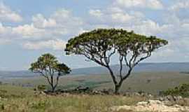 Tapira - rvores do cerrado, por Altemiro O. Cristo