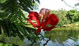 Uberlndia - Uberlndia-MG-Flor de Flamboyant e o lago no Parque do Sabi-Foto:Letciaao