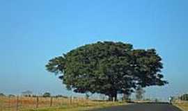 Aparecida do Taboado - Figueira na estrada-Foto:C. Tolentino [Panoramio]