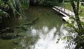 Bonito - Balnerio do Gordo no Rio Formoso em Bonito-MS-Foto:Paulo Yuji Takarada5