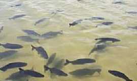 Bonito - Pacus na Praia da Figueira em Bonito-MS-Foto:Paulo Yuji Takarada