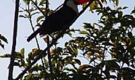 Bonito - Tucano na Fazenda Rinco Bonito em Bonito-MS-Foto:Paulo Yuji Takarada