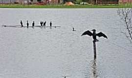 Campo Grande - Aves na Lagoa Itatiaia em Campo Grande-MS-Foto:Jefferson Frana