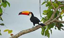 Corguinho - Tucano-Foto:Alexssandro Loyola [Panoramio]