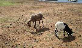 Bem-Bom - Bem Bom-BA-Cabras na beira do rio-Foto:Gildesio Barbosa